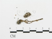 傘菌屬藏品圖，第3張