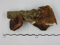 登錄號:F0008590藏品圖，第1張
