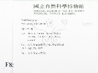 傘菌屬藏品圖，第2張