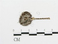 傘菌屬藏品圖，第1張