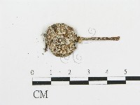 傘菌屬藏品圖，第3張