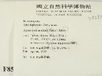 冇骨消絲齒菌藏品圖，第2張