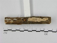 登錄號:F0008593藏品圖，第1張