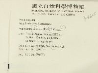 冇骨消絲齒菌藏品圖，第2張