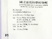 毛木耳藏品圖，第2張