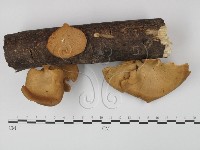 多孔菌屬藏品圖，第3張
