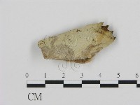 登錄號:F0008611藏品圖，第1張