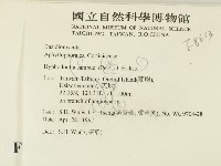 冇骨消絲齒菌藏品圖，第2張