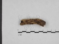 登錄號:F0008616藏品圖，第1張