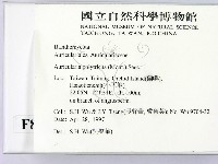 毛木耳藏品圖，第2張