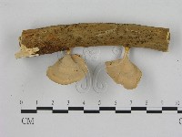 小孔菌屬藏品圖，第3張