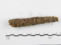 阿太菌屬藏品圖，第4張
