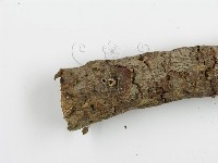 阿太菌屬藏品圖，第5張