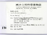顯絲菌屬藏品圖，第2張