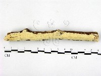 顯絲菌屬藏品圖，第1張