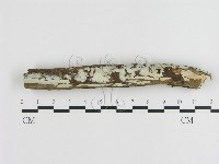 刺皮菌屬藏品圖，第1張