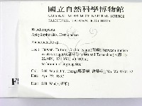 顯絲菌屬藏品圖，第2張