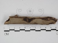 登錄號:F0008645藏品圖，第1張