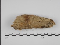 登錄號:F0008649藏品圖，第1張
