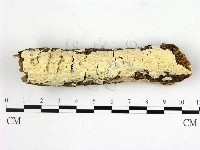 顯絲菌屬藏品圖，第1張