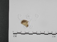 登錄號:F0008660藏品圖，第1張