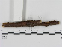 刺革菌屬藏品圖，第3張