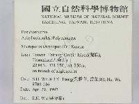 黄柄小孔菌藏品圖，第2張