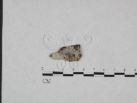 登錄號:F0008673藏品圖，第1張