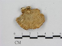 登錄號:F0008681藏品圖，第3張