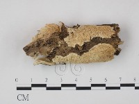 登錄號:F0008682藏品圖，第1張