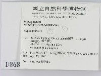 絲齒菌屬藏品圖，第2張