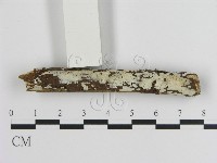 刺皮菌屬藏品圖，第1張