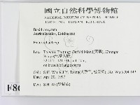 刺皮菌屬藏品圖，第2張