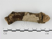 刺皮菌屬藏品圖，第1張