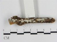 刺皮菌屬藏品圖，第1張