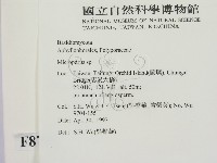 小孔菌屬藏品圖，第2張