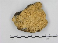 銳孔菌屬藏品圖，第1張