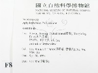 薄孔菌屬藏品圖，第2張
