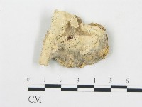 薄孔菌屬藏品圖，第1張