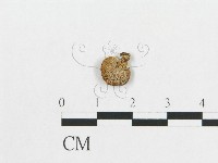多孔菌屬藏品圖，第1張