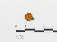 多孔菌屬藏品圖，第3張