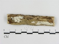 刺皮菌屬藏品圖，第1張