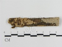 刺皮菌屬藏品圖，第1張
