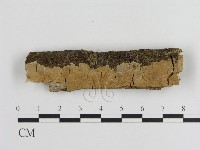 刺皮菌屬藏品圖，第1張