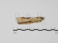 齒耳菌屬藏品圖，第1張