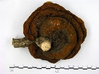 登錄號:F0008730藏品圖，第1張