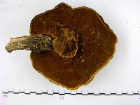 登錄號:F0008730藏品圖，第3張