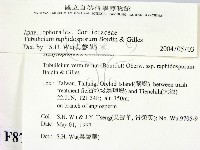 管齒菌屬藏品圖，第2張