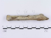 管齒菌屬藏品圖，第3張