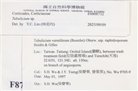 管齒菌屬藏品圖，第4張